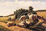 Study of Sheep
